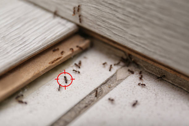 Best Insect Control  in Wurtland, KY
